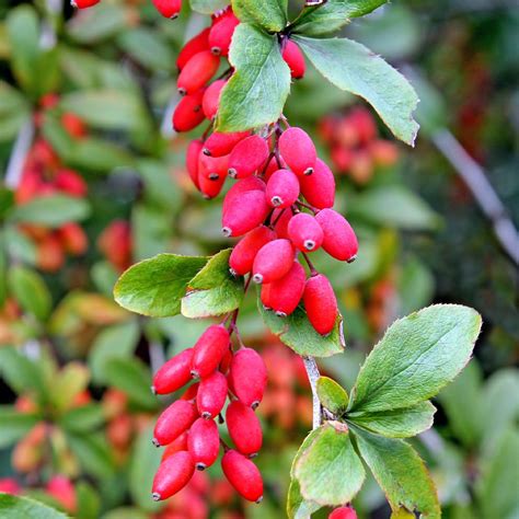 what is berberis vulgaris